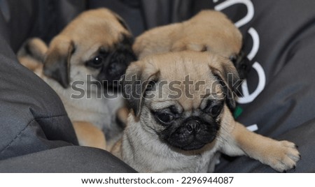 Three Funny Pug Cubs In A Fabric Nest Closeup Stock Photo
