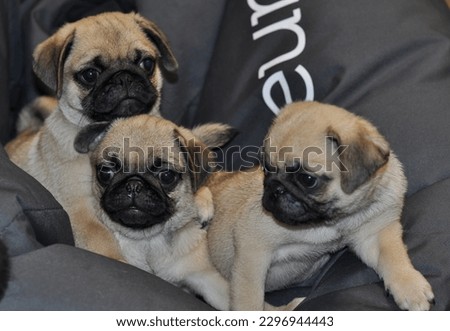 Three Pretty Pug Cubs With Sad Muzzle Sitting On A Deep Black Pillow Stock Photo