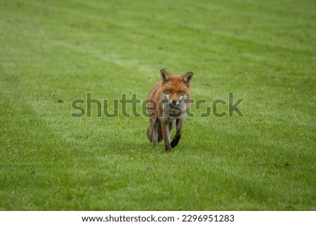 portrait of a pretty red fox
