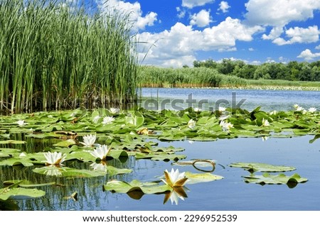 Picturesque forest lake with beautiful water lilies against the background of a summer blue sky in the Dnieper Delta. Dnieper river, Kherson region, Ukraine Royalty-Free Stock Photo #2296952539