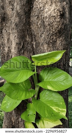 Epipremnum aureum, Linden  Andre G.S.Bunting, beautiful natural green leaf background.