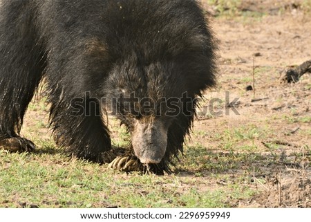 This is theway i saw a black big sloth bear in Yala national park get wet.