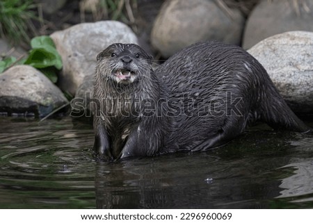 Asian small-clawed otter posing after having a swim at the WWT Wetlands Centre, London
