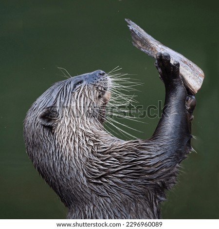 Asian small-clawed otter at meal time