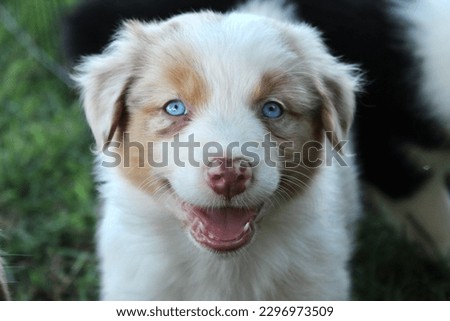 Australian Shepherd Dog and Puppy Royalty-Free Stock Photo #2296973509