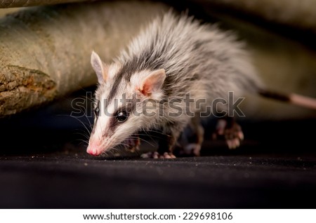 andean white eared opossum on a branch zarigueya andina over black background