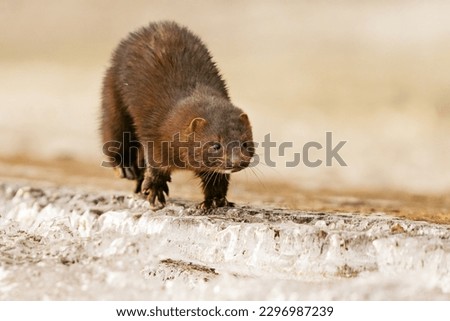 American mink (Neogale vison) running on the ice in early spring morning. Royalty-Free Stock Photo #2296987239