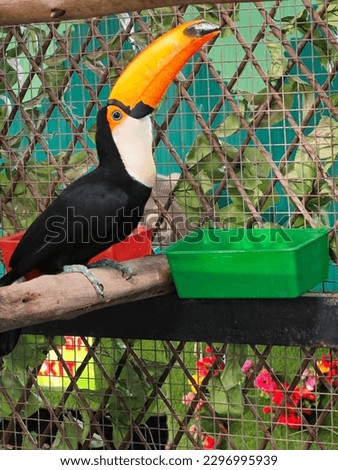 Red Billed Toucan is waiting for food in a cage