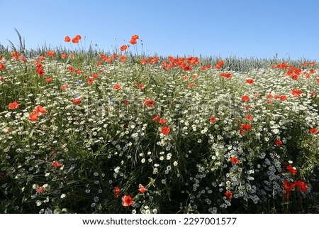 Poppies and camomile at a field edge