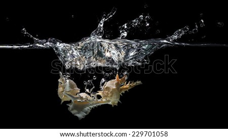 Beautiful seashells fall in the water on a black background.