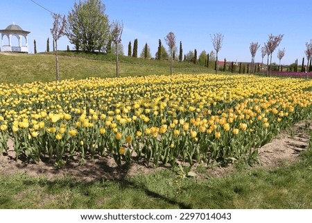 Multicolored tulips, beautiful flowers, yellow tulip field