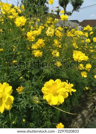 Indonesia. Sulfur Cosmos (Cosmos Sulphureus) is a species of flowering plant in the sunflower family Asteraceae, also known as yellow cosmos.