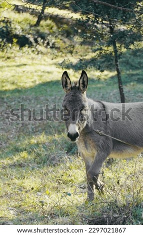 Donkey in the meadow. Small horse standing in the spring forest.