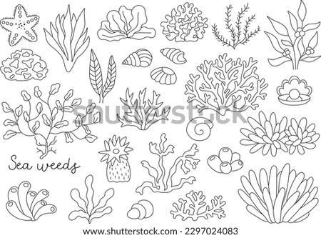 Vector black and white seaweeds set. Sea or ocean plants line collection. Contour corals, actinia, luminaria, star, phyllophora, seashells and pearl clip art. Water greenery coloring page