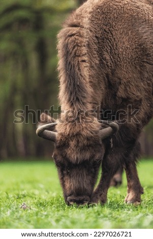 Polish Bison in the field