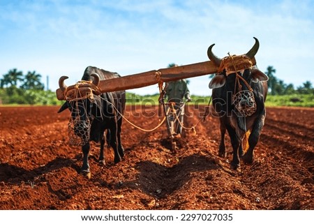 Yoke of oxen plowing a field in the south of Mayabeque province, Cuba Royalty-Free Stock Photo #2297027035