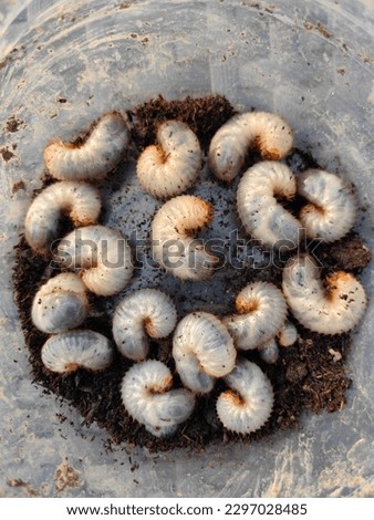 White chafer grub against the background of the soil. Larva of the May beetle. Agricultural pest
