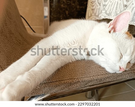 white kitten tiny cat cute cat sitting and lying on the carpet sleeping in fleece
