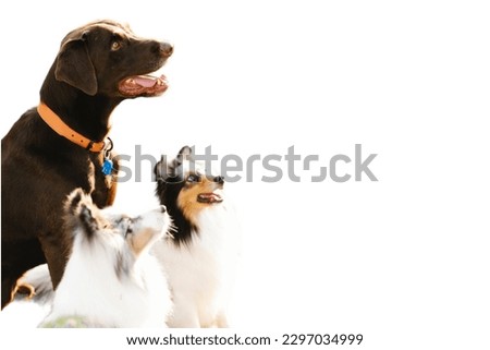 Three dogs in white background
