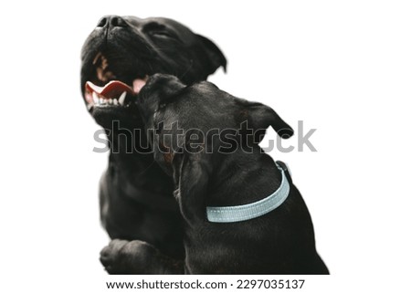 Two black Cane Corso dog playing in white background
