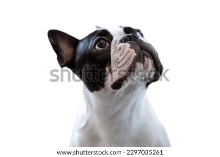 French Bulldog sitting in white background 