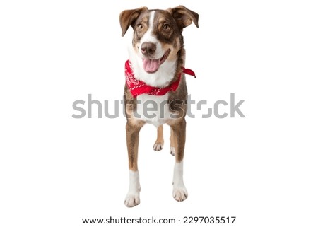 Australian Shepherd dog in white background 
