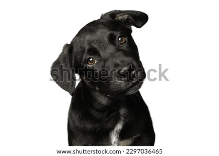 Black Dog looking AT the camra in white background 