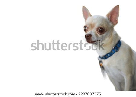 Chihuahua dog in white background 