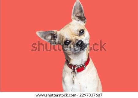 Chihuahua dog in Pink background 