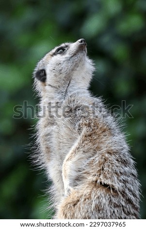 A meerkat (Suricata suricatta) portrait