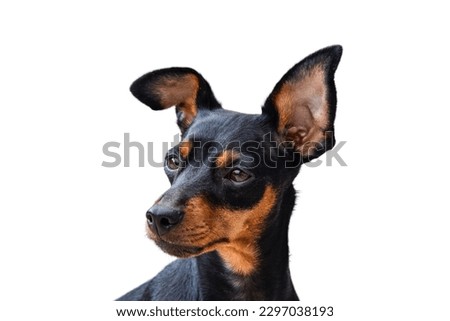 Miniature Pinscher dog in white background 
