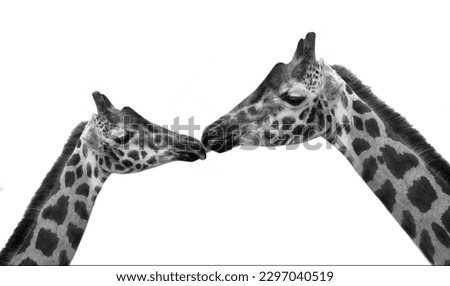 Beautiful Long Neck Giraffe Head On The White Background
