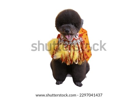 Toy Poodle dog wearing custome in white background
