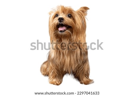 Brown Yorkshire Terrier dog in white background
