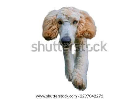 Standard Poodle dog in white background 