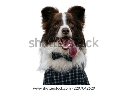 Border Collie dog wearing custome in white background 