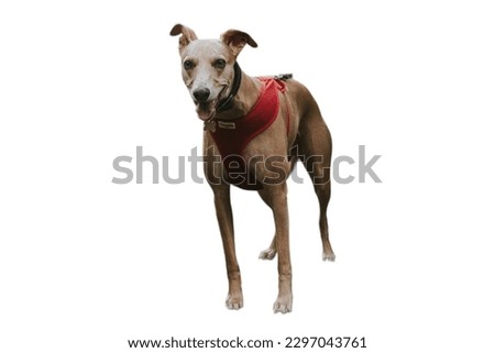 Whippet dog in white background
