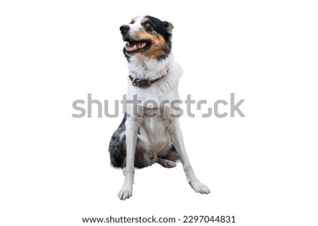 Border Collie dog sitting in white background 