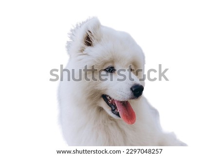 Samoyed dog in white background
