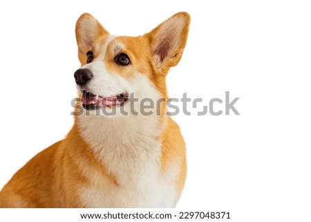 Pembroke Welsh Corgi dog in white background 