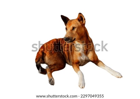 Telomian dog in white background
