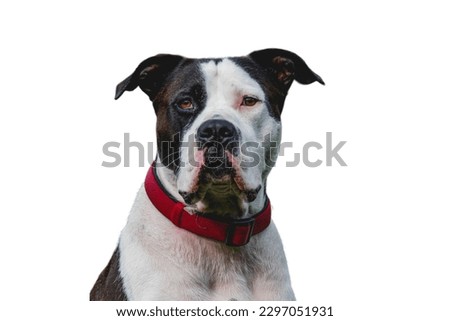 American Bulldog sitting in white background 
