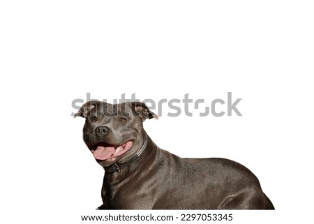 Staffordshire Bull Terrier dog in white background 