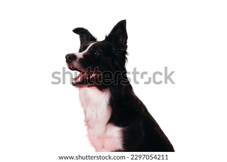 Border Collie dog in white background
