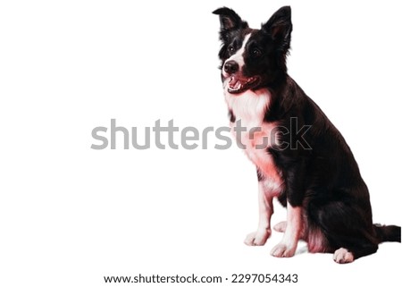 Border Collie dog sitting in white background
