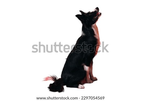 black Border Collie dog in white background 