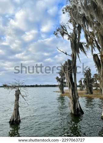 Lake with unique trees FL