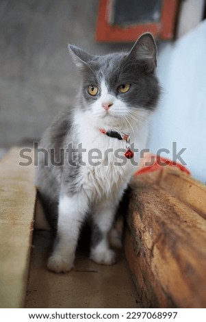 white and gray cat sitting on the floor looking at the left side wearing a collar with yellow eyes