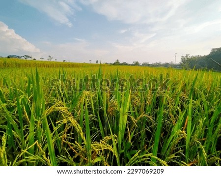 taking pictures of rice that is yellowish green that is approaching harvest time . in very sunny weather madiun May 2, 2023