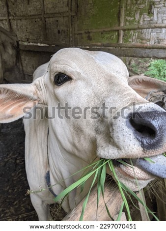 Cows are domesticated mammals known for their gentle nature and milk production. They have a stout body, cloven hooves, and are often used for meat production.